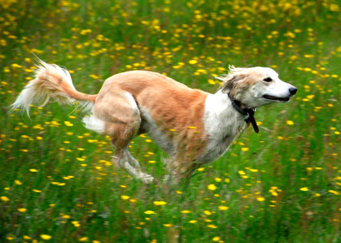 Whippet flying small